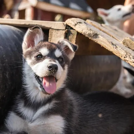 Harriniva Adventure Semesteranläggning (resort) Muonio