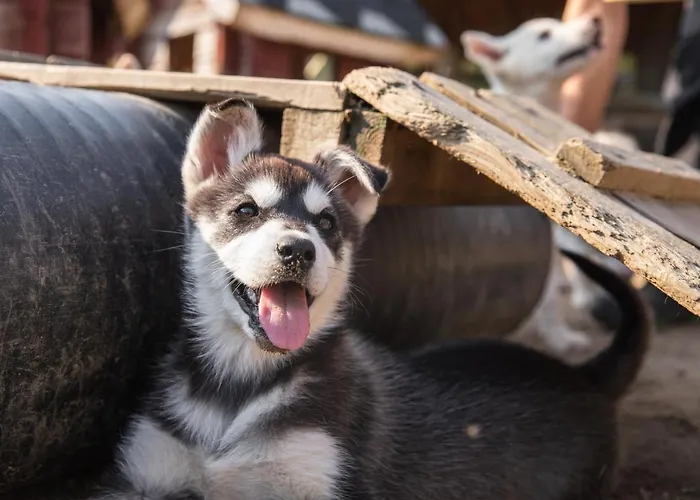 Harriniva Adventure Station touristique Muonio